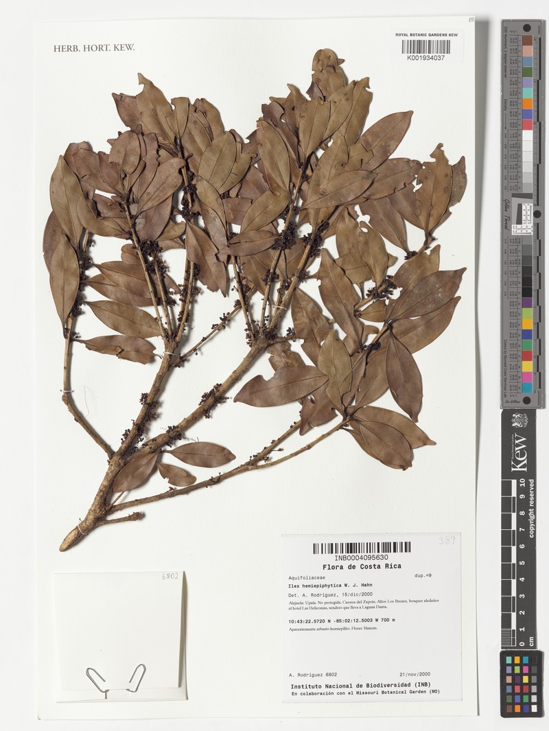 Ilex hemiepiphytica photo 4
