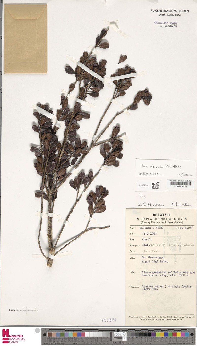 Ilex hicksii