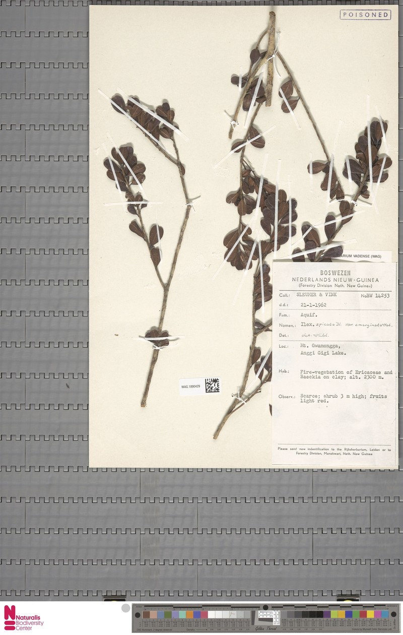 Ilex hicksii photo 2
