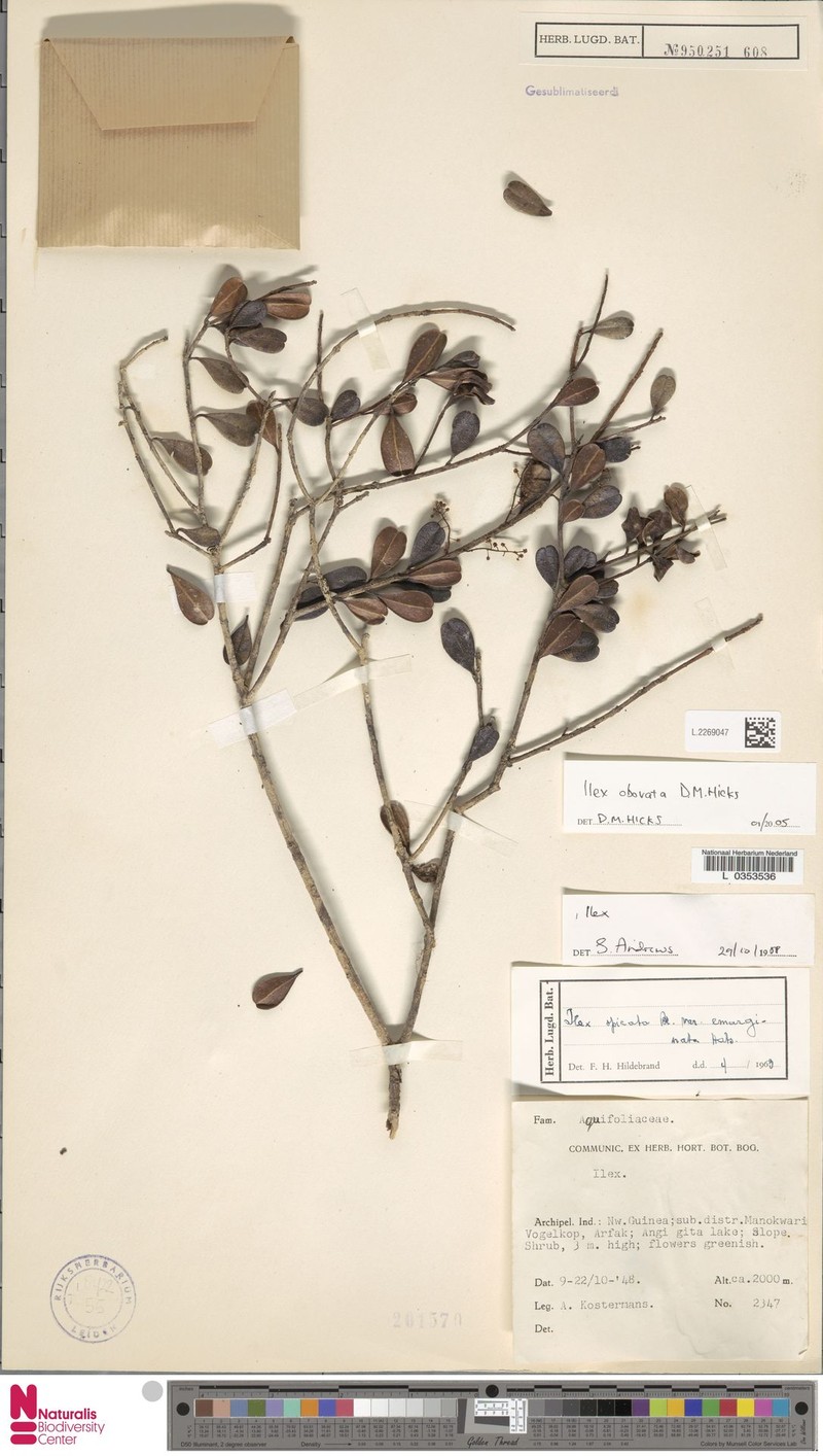 Ilex hicksii photo 3