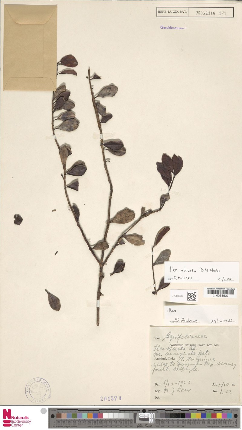 Ilex hicksii photo 4