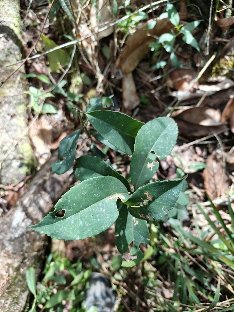 Ilex hippocrateoides