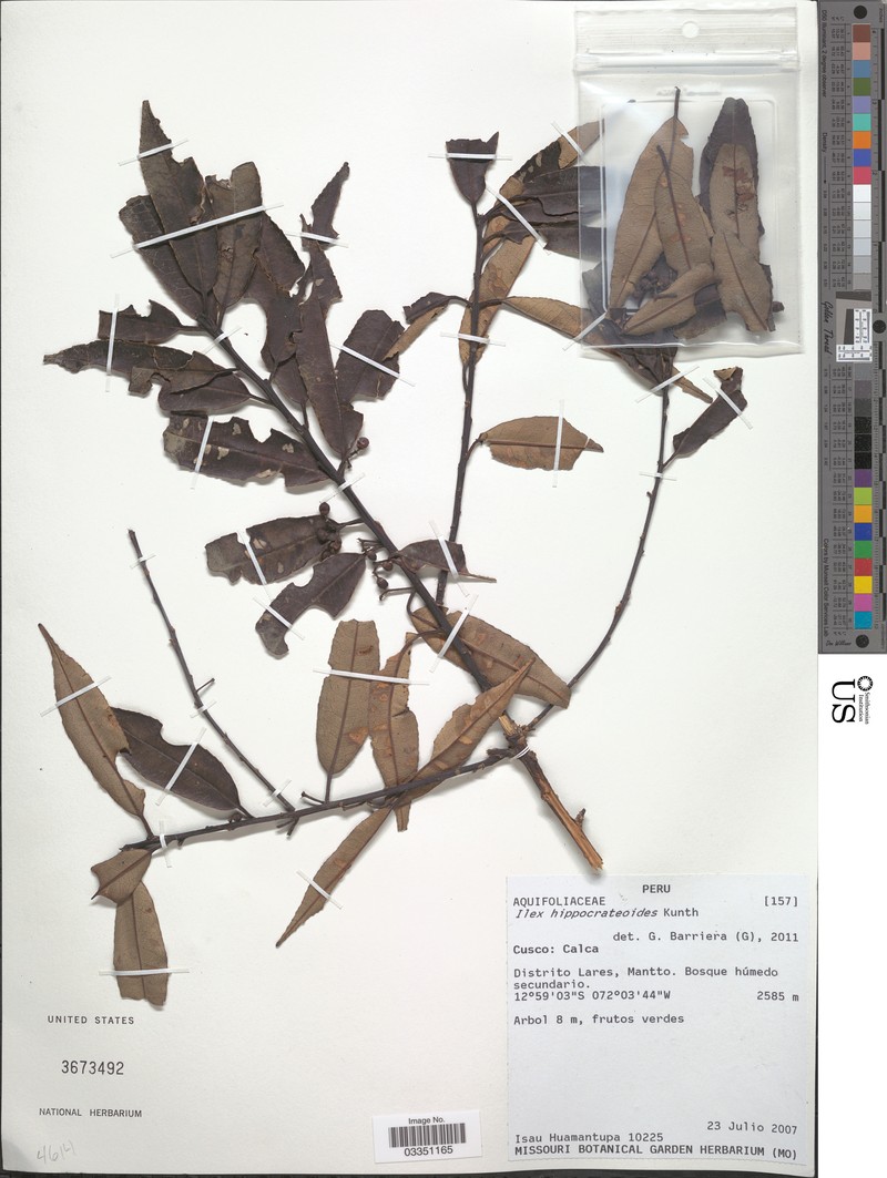 Ilex hippocrateoides photo 2