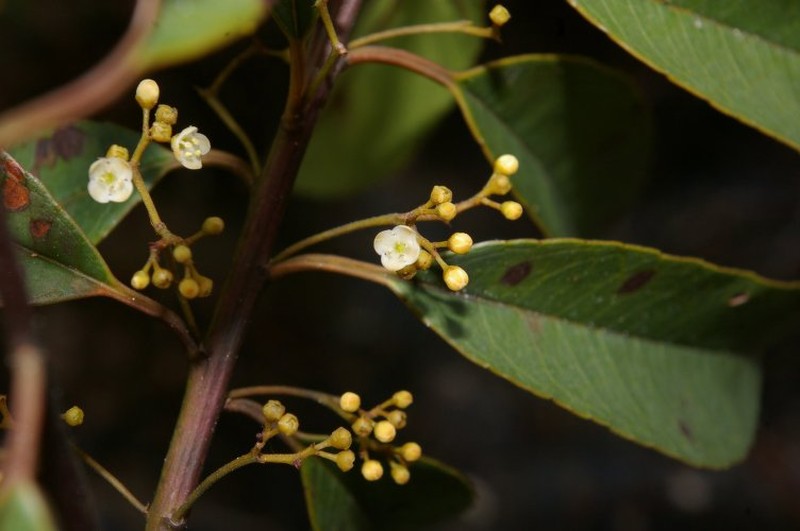 Ilex hippocrateoides photo 3