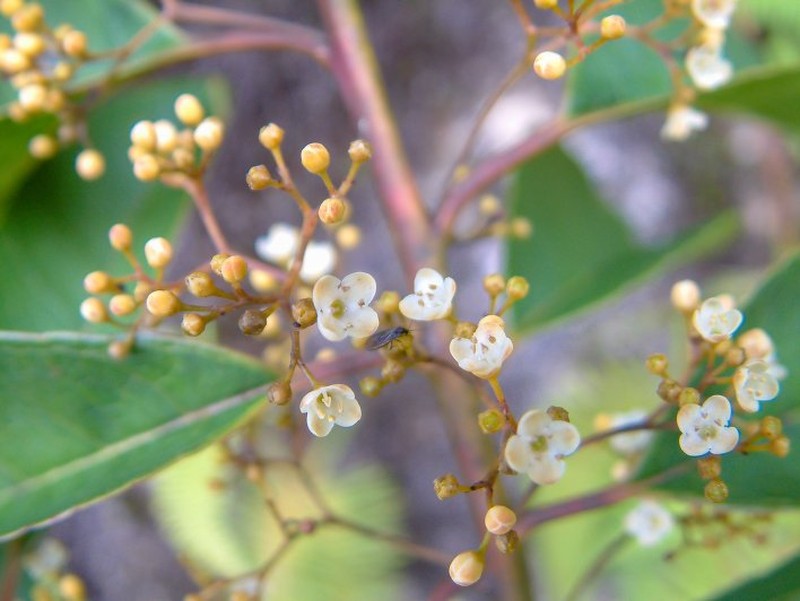 Ilex hippocrateoides photo 4