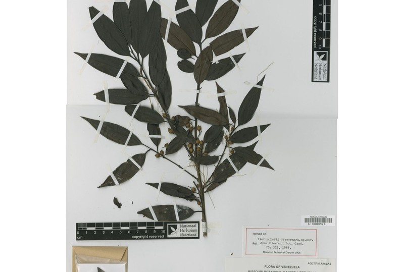 Ilex holstii