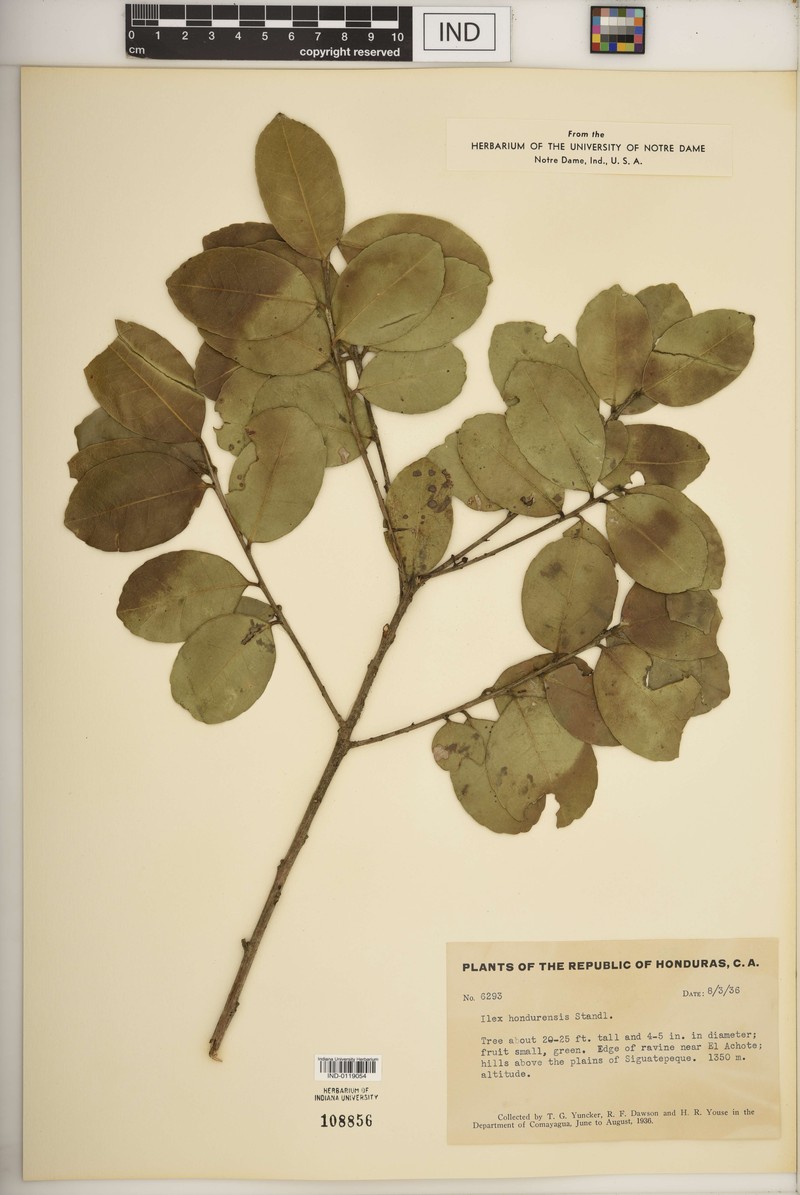 Ilex hondurensis