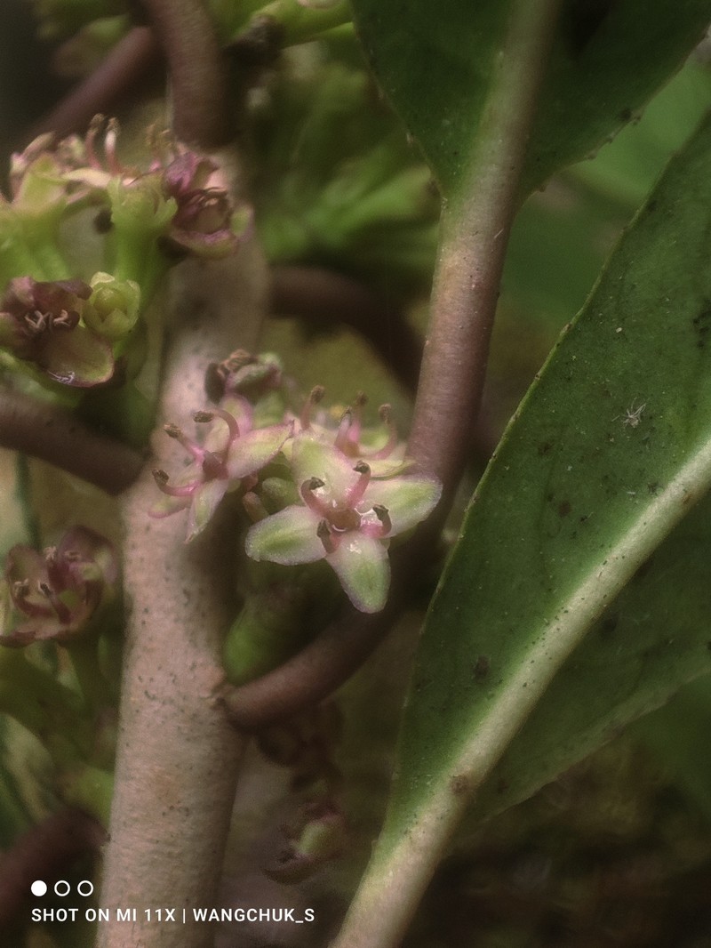 Ilex hookeri photo 2