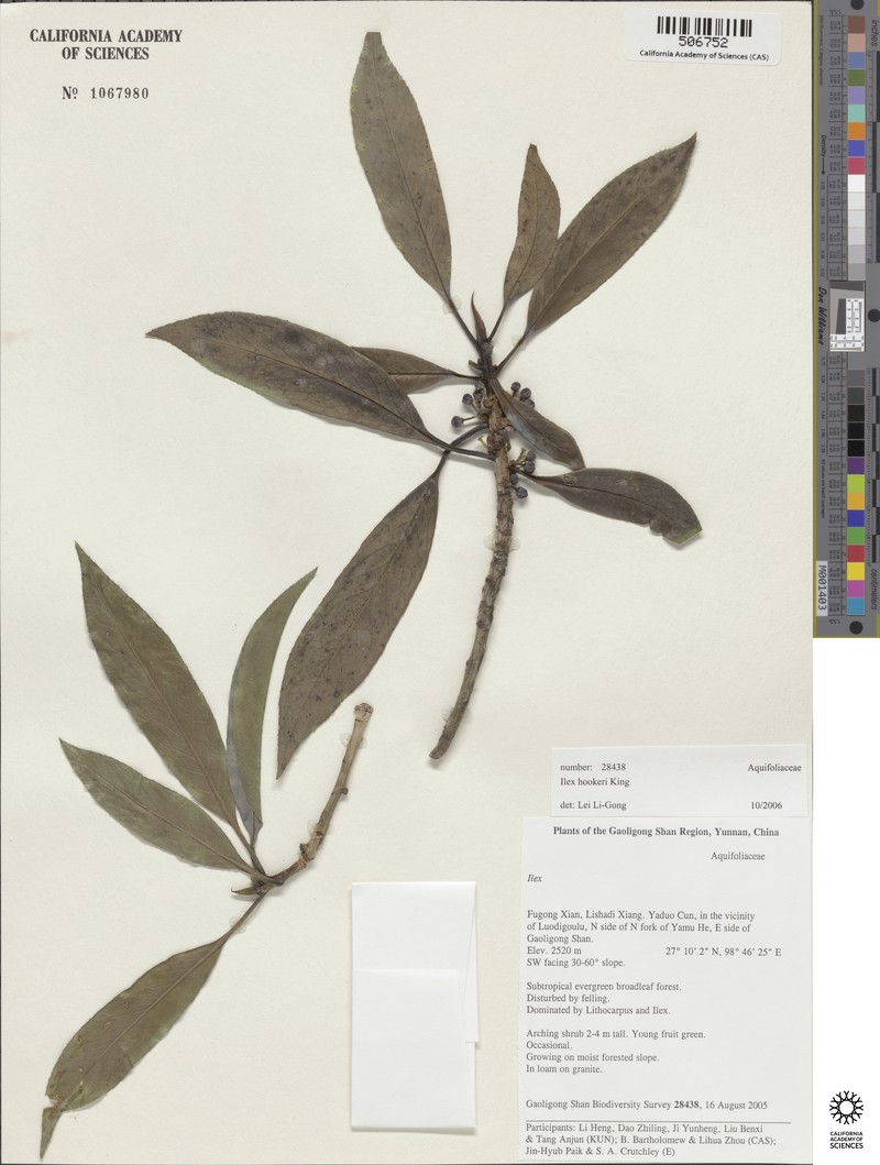 Ilex hookeri photo 3