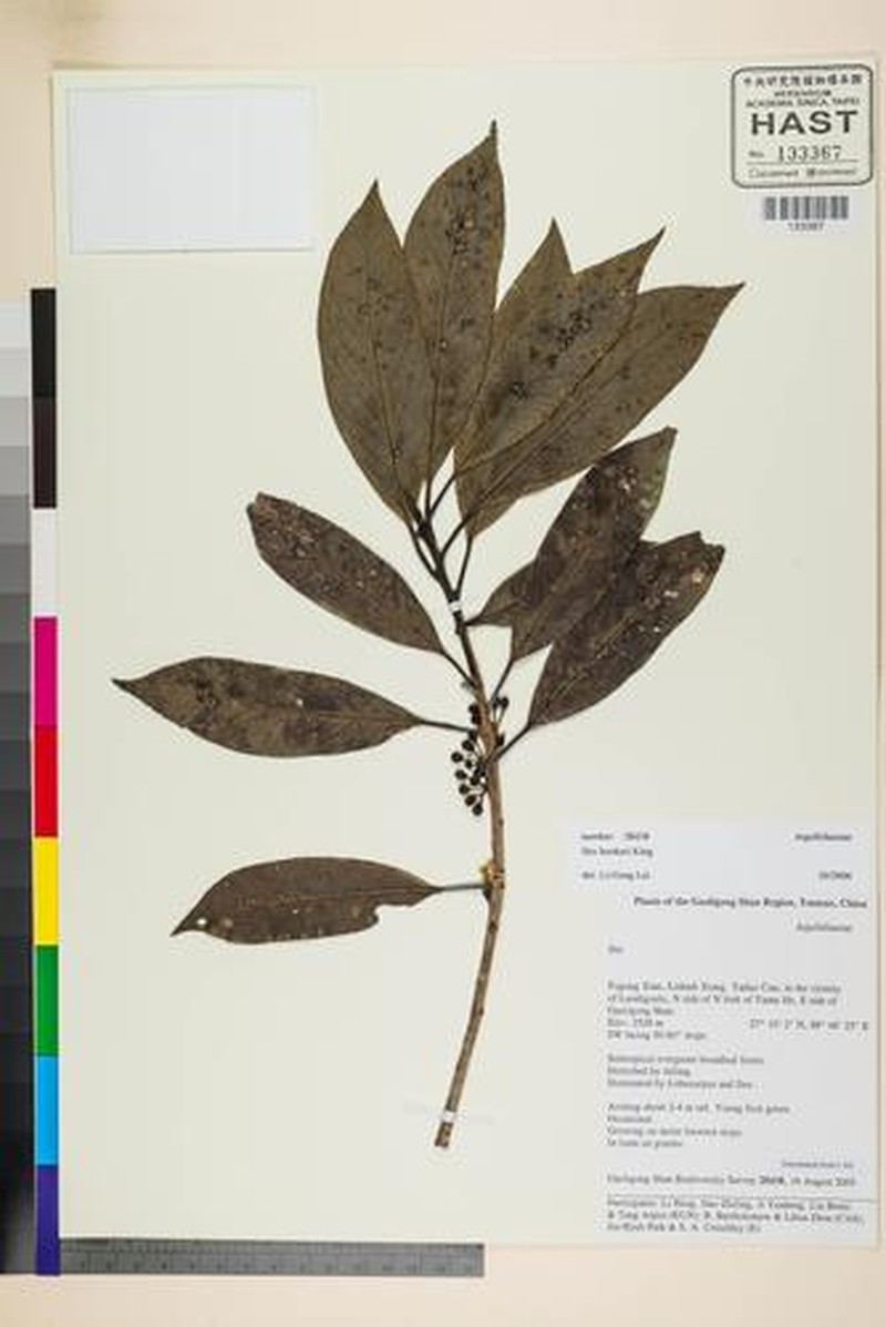 Ilex hookeri photo 4