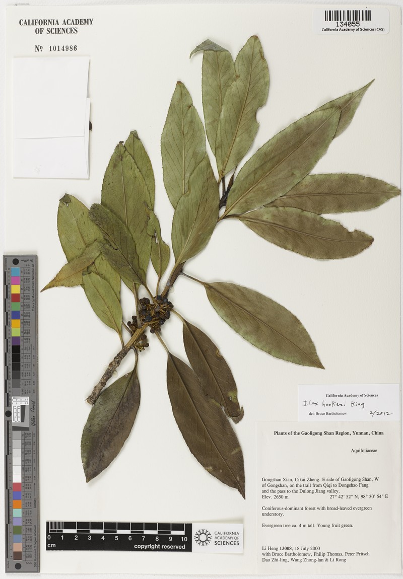 Ilex hookeri photo 5