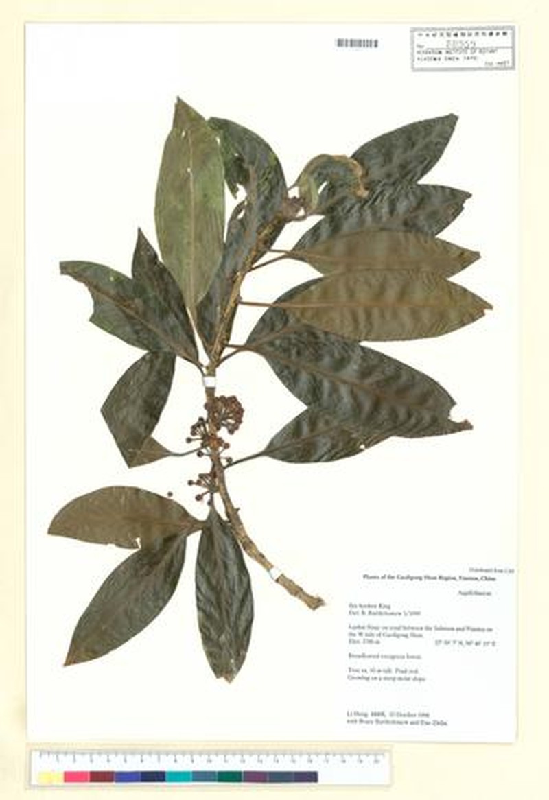 Ilex hookeri photo 6