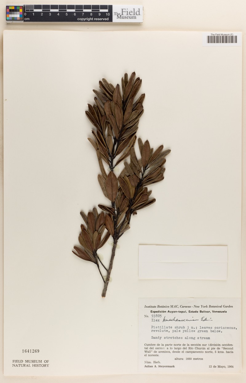 Ilex huachamacariana