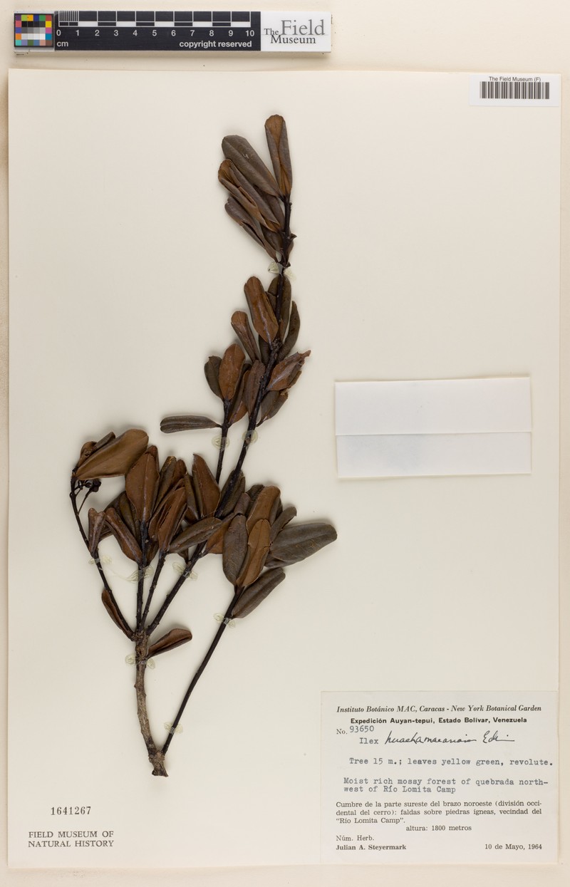 Ilex huachamacariana photo 2