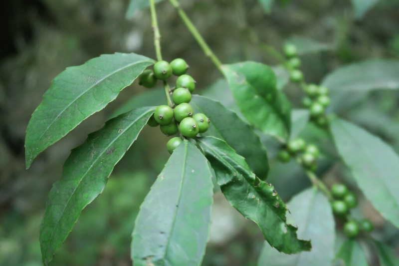 Ilex hylonoma