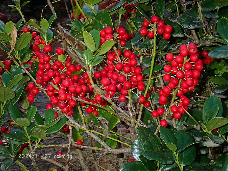 Ilex hylonoma photo 2