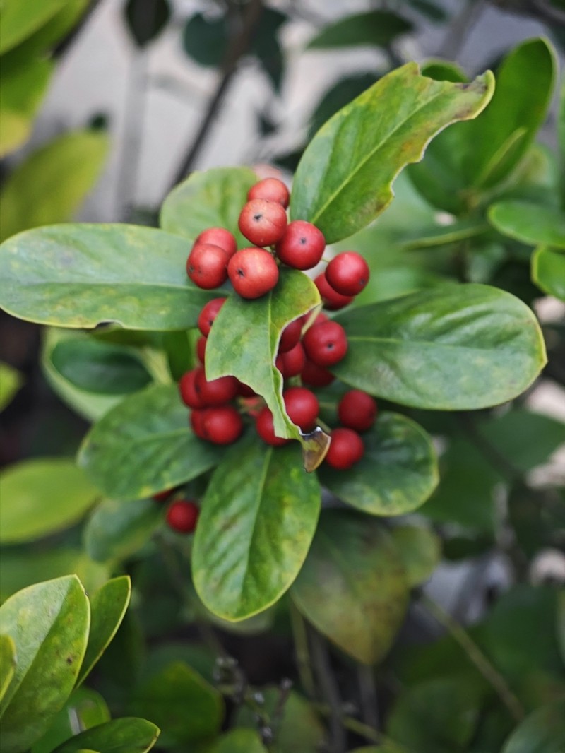 Ilex hylonoma photo 3