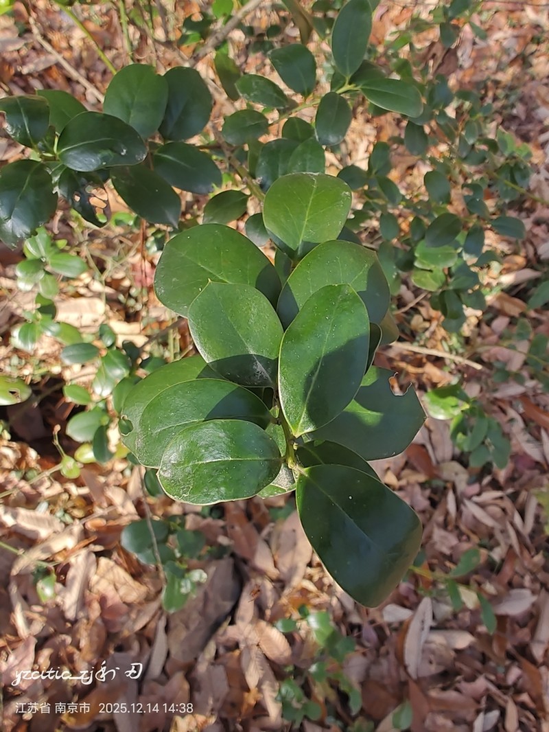 Ilex hylonoma photo 4