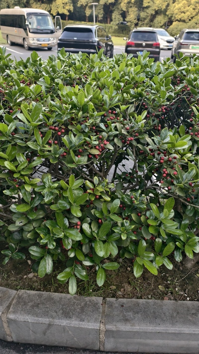 Ilex hylonoma photo 5