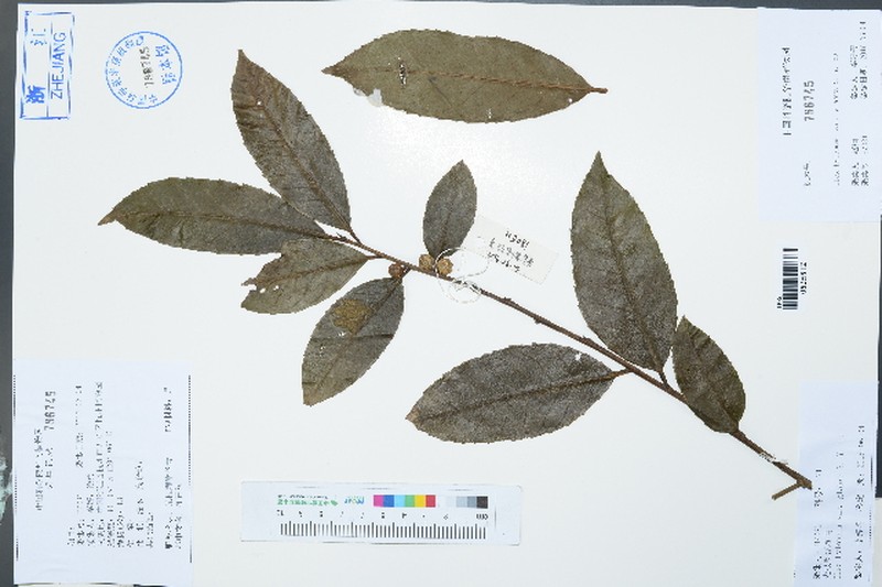 Ilex hylonoma var. glabra