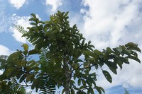 Ilex hypoglauca