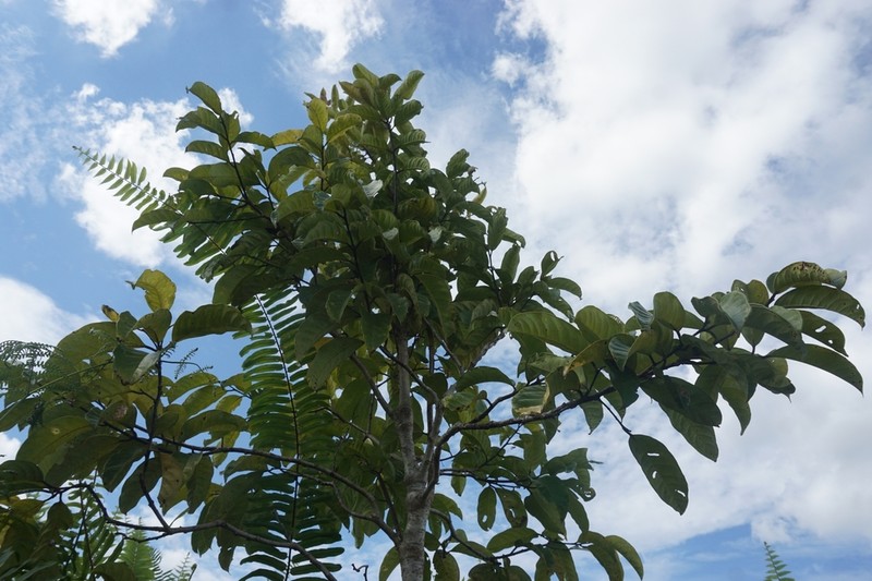 Ilex hypoglauca