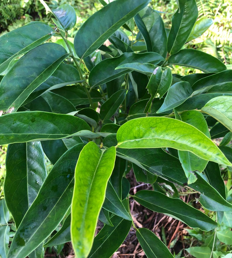 Ilex hypoglauca photo 2