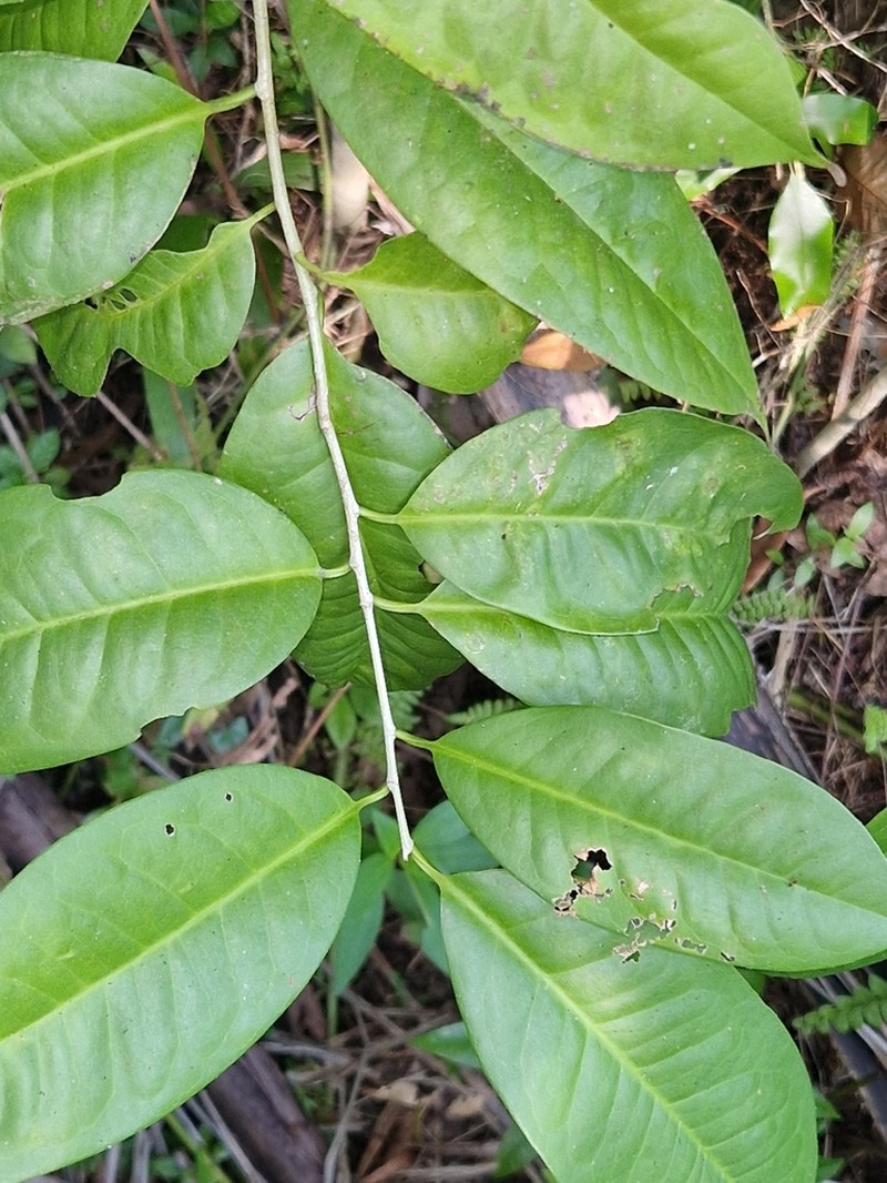 Ilex hypoglauca photo 3