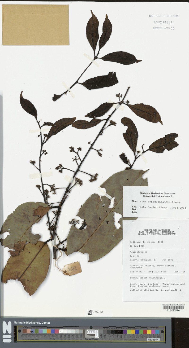 Ilex hypoglauca photo 6