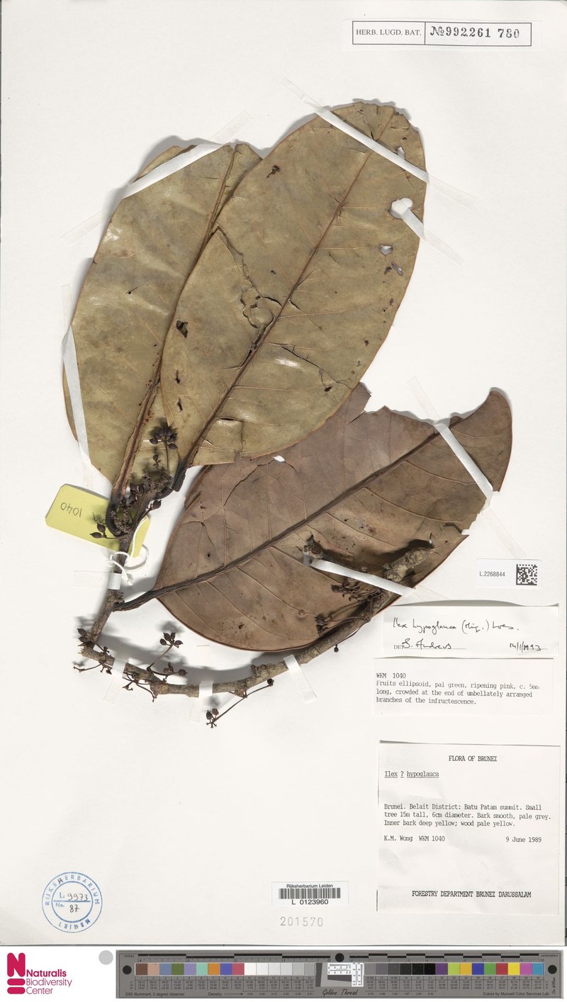 Ilex hypoglauca photo 7
