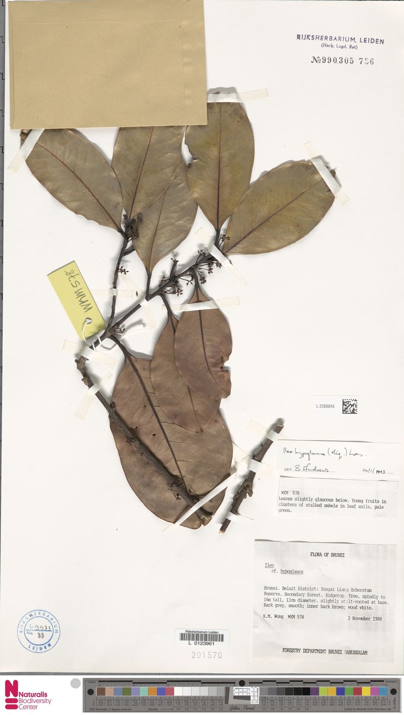 Ilex hypoglauca photo 8