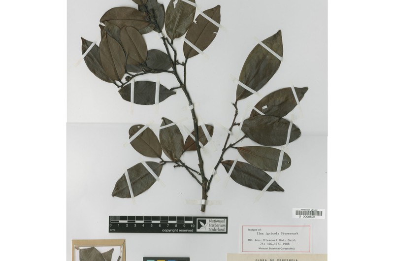 Ilex ignicola