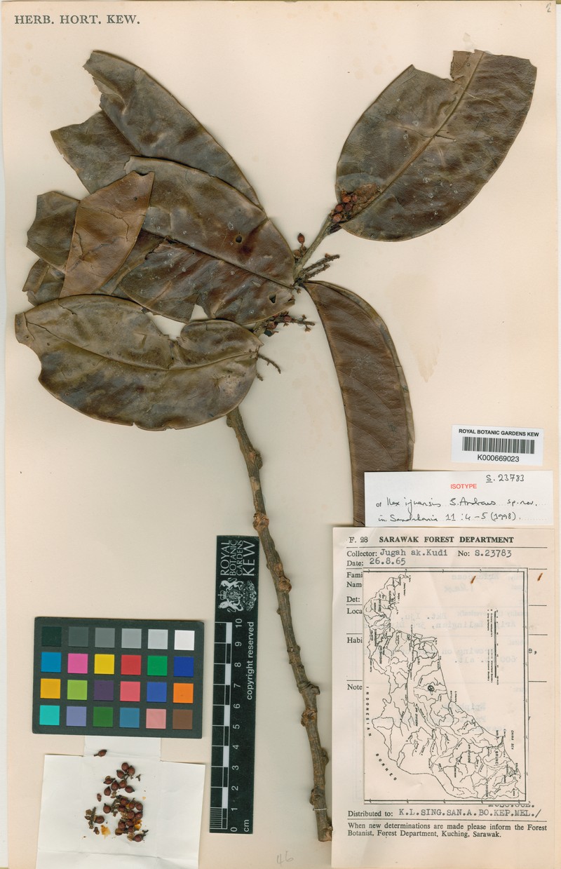 Ilex ijuensis