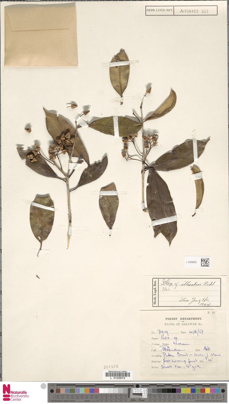 Ilex illustris