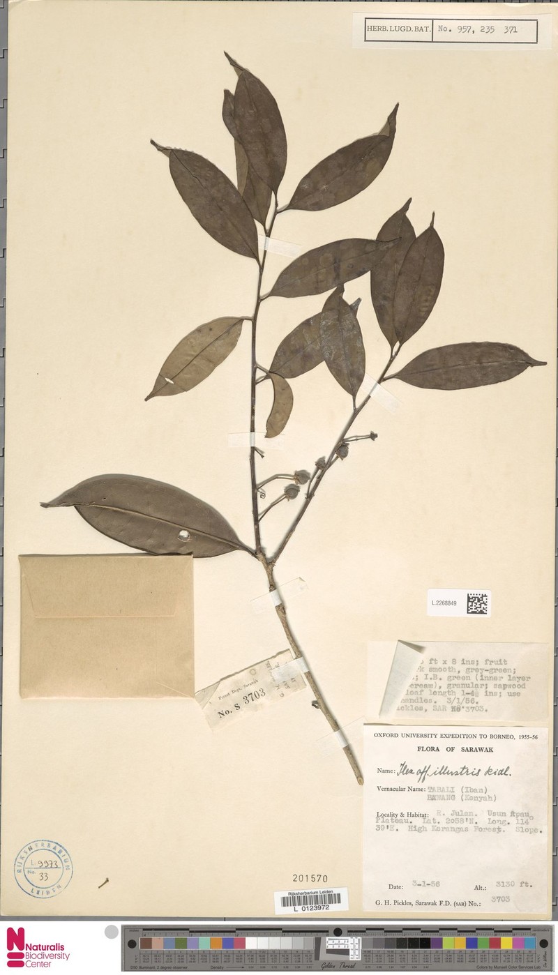 Ilex illustris photo 2