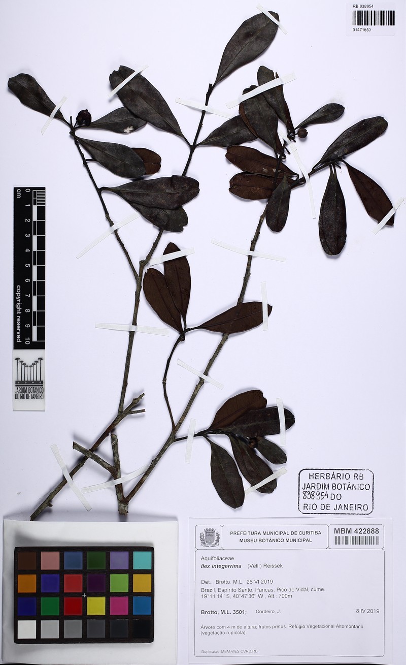 Ilex integerrima