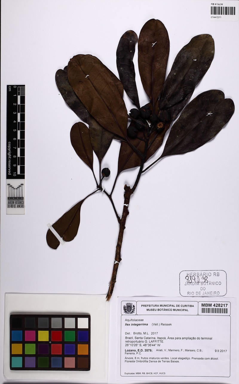 Ilex integerrima photo 2