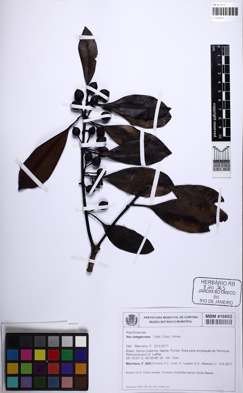 Ilex integerrima photo 3