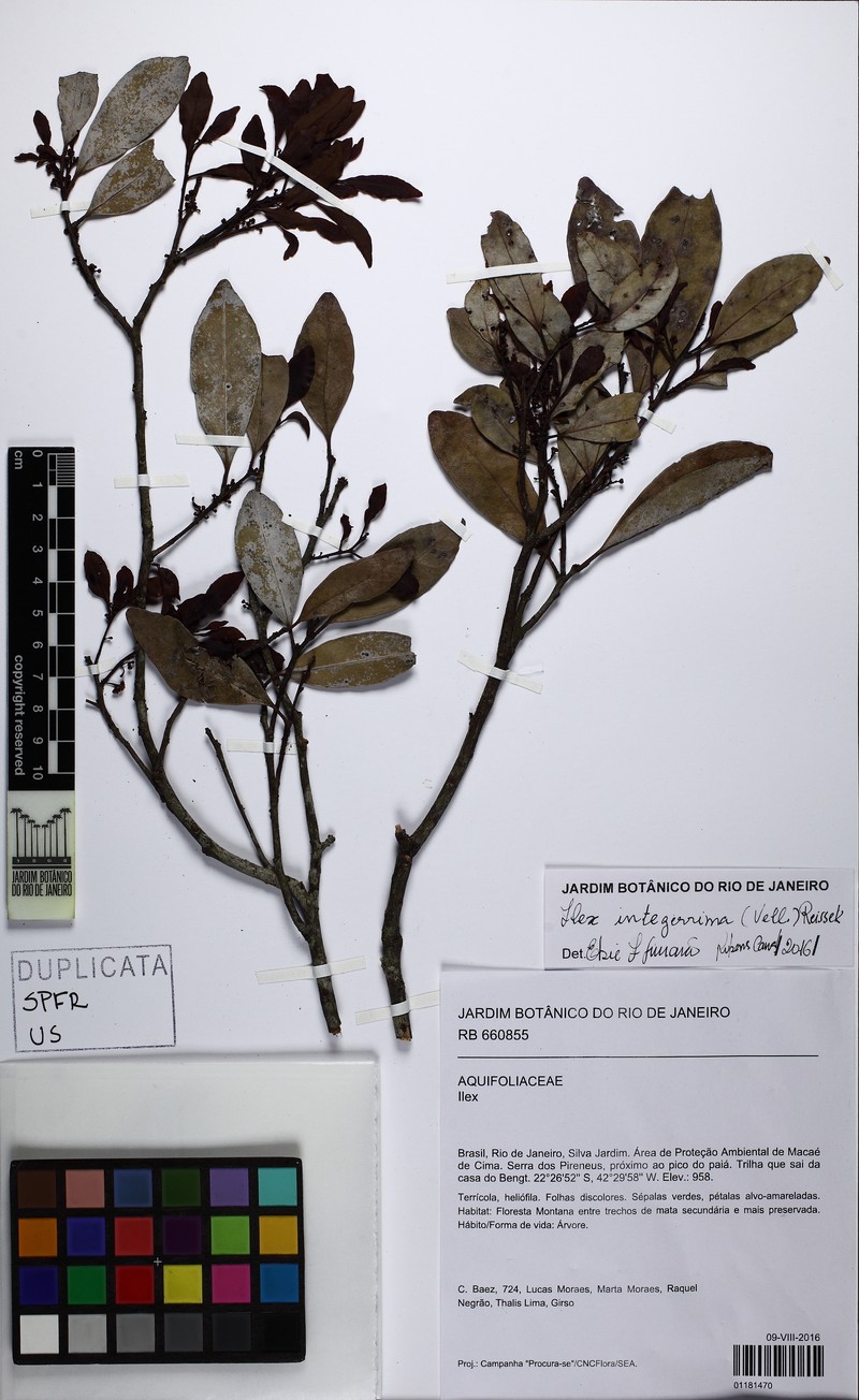 Ilex integerrima photo 4