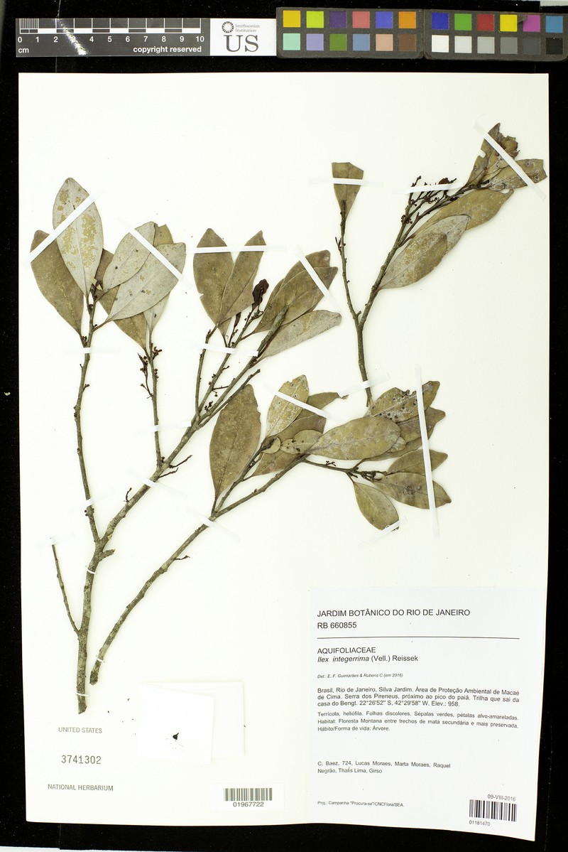 Ilex integerrima photo 5