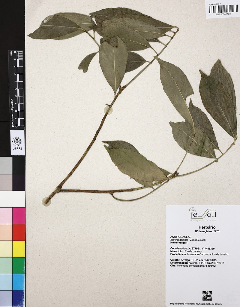 Ilex integerrima photo 6