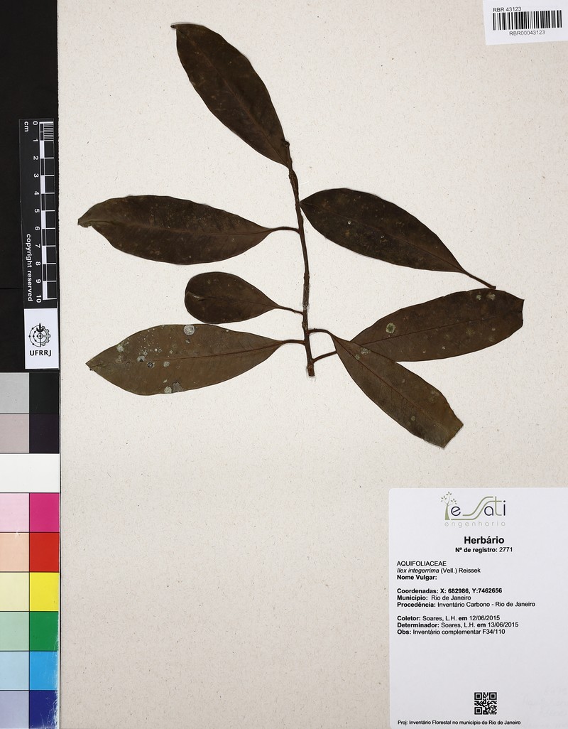 Ilex integerrima photo 7
