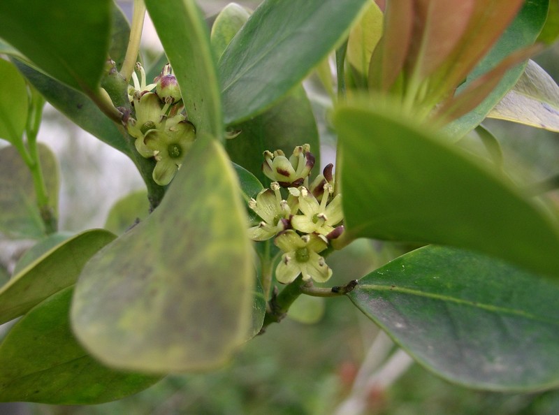 Ilex integra photo 2