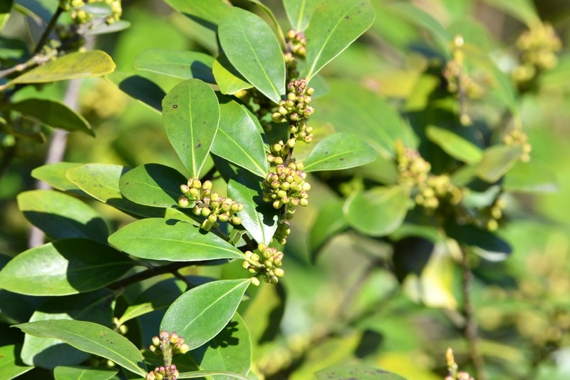 Ilex integra photo 3