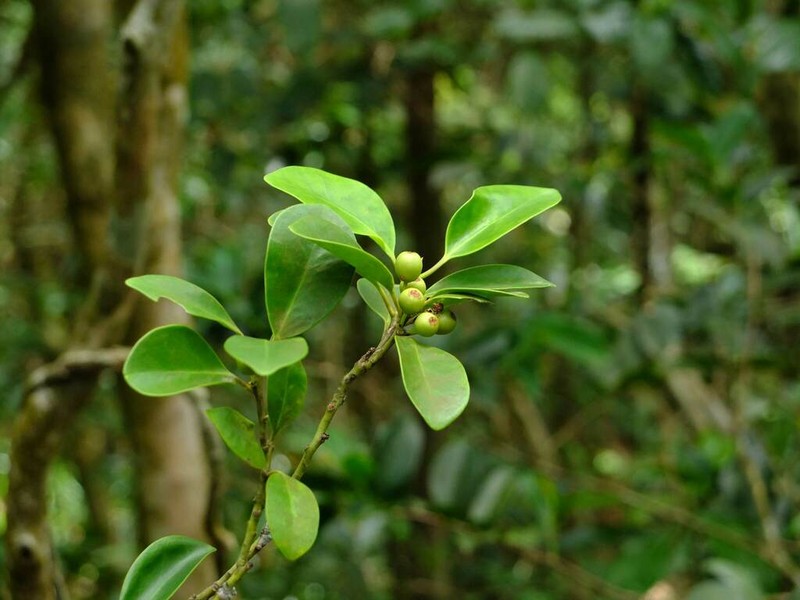 Ilex integra photo 4