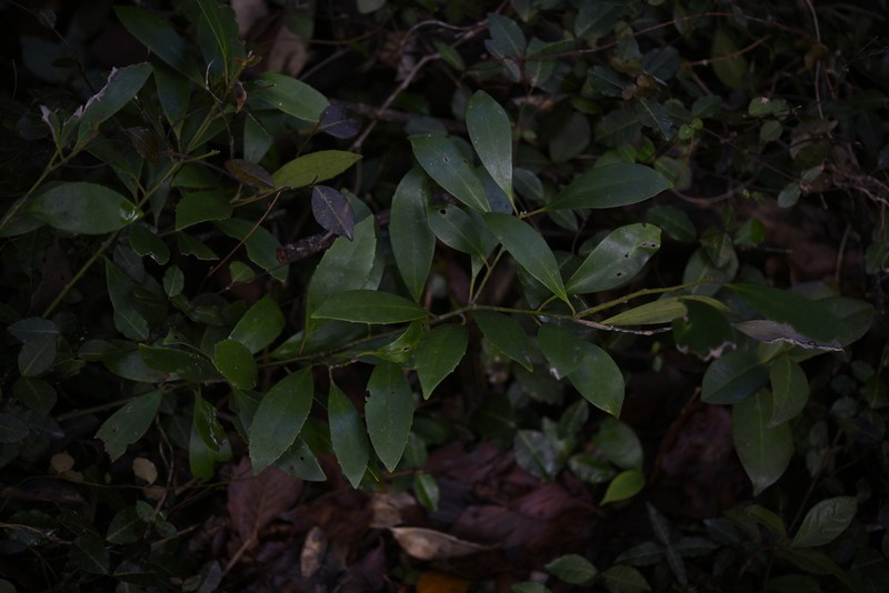 Ilex integra photo 5
