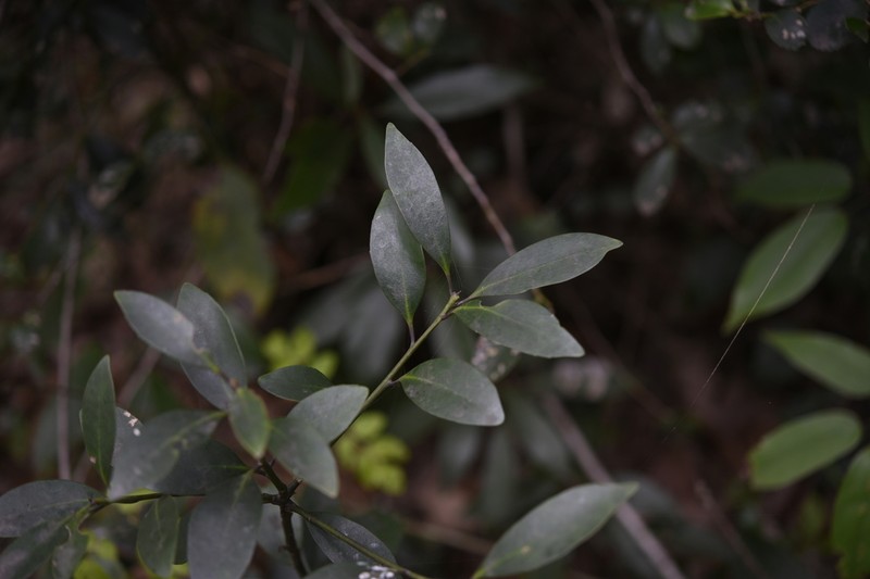 Ilex integra photo 6