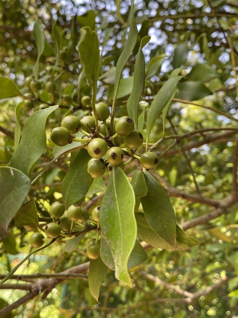 Ilex integra photo 7