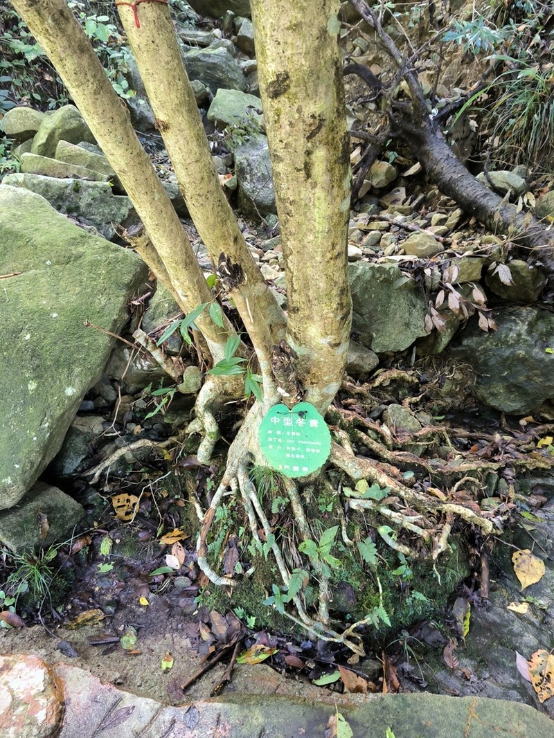Ilex intermedia