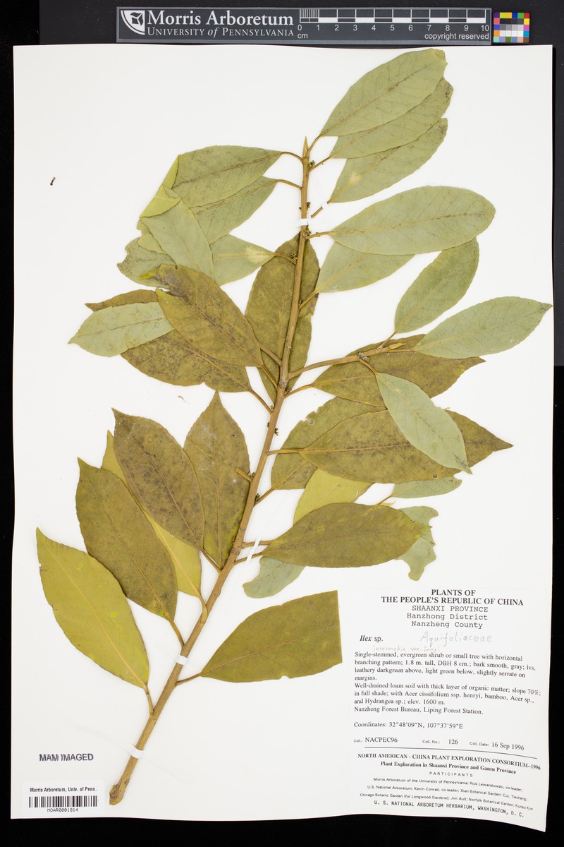 Ilex intermedia photo 2